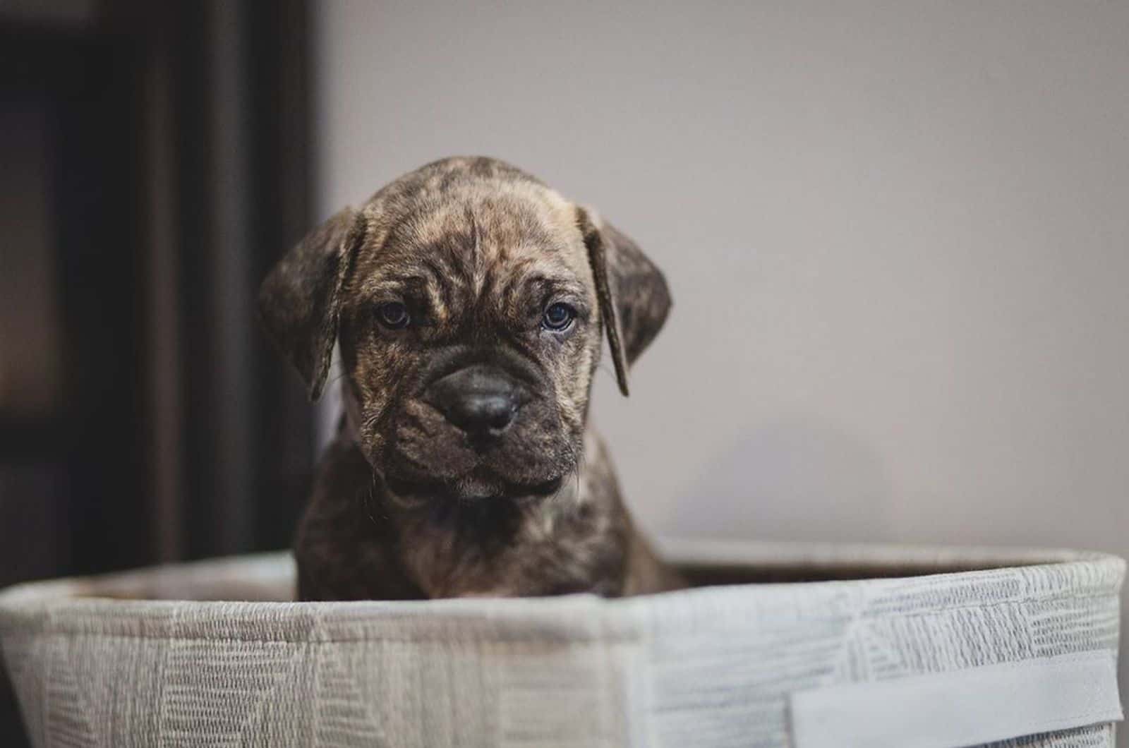 Cane Corso Presa Canario Mix: A Word On This Unusual Hybrid