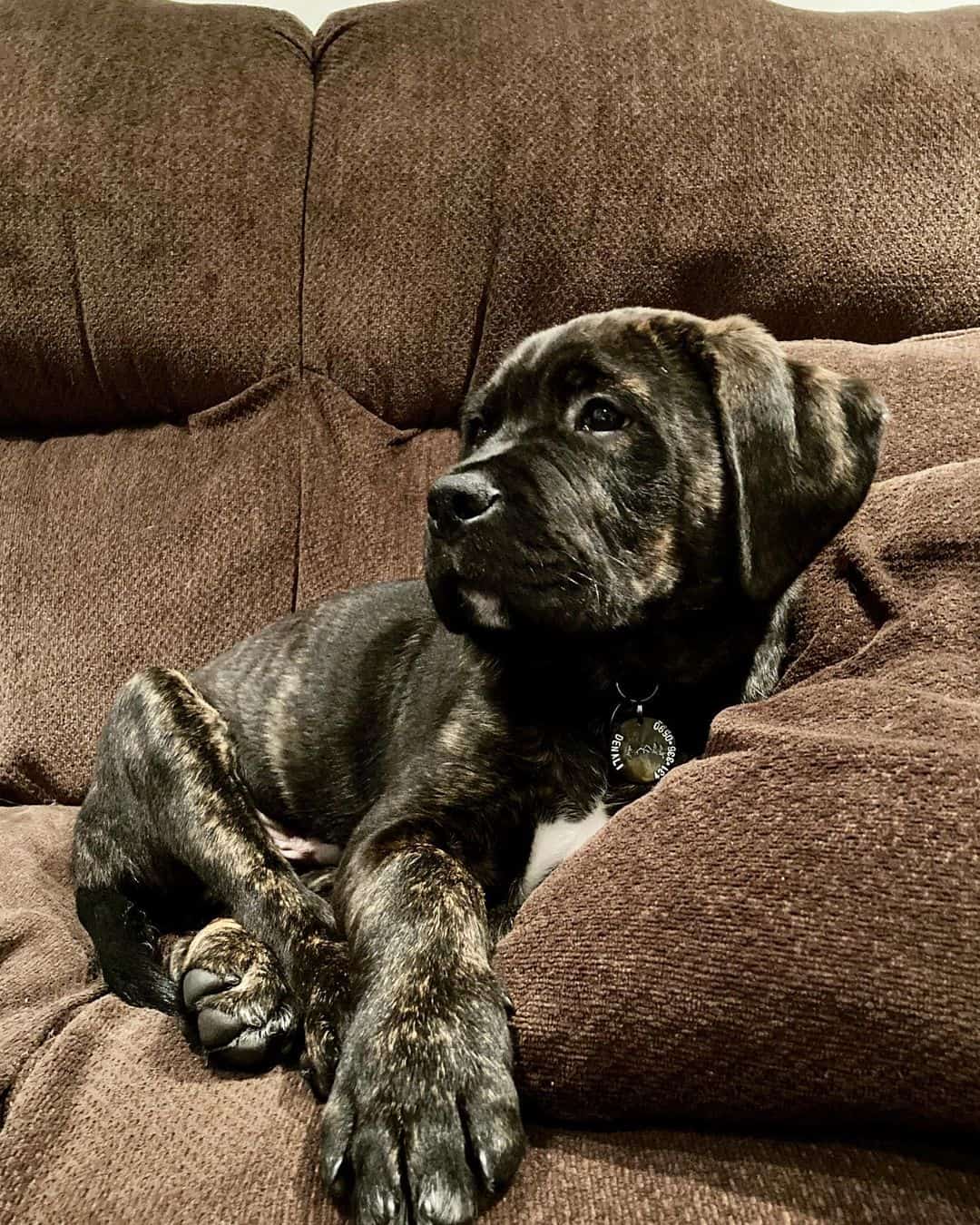 cane corso presa canario mix puppy