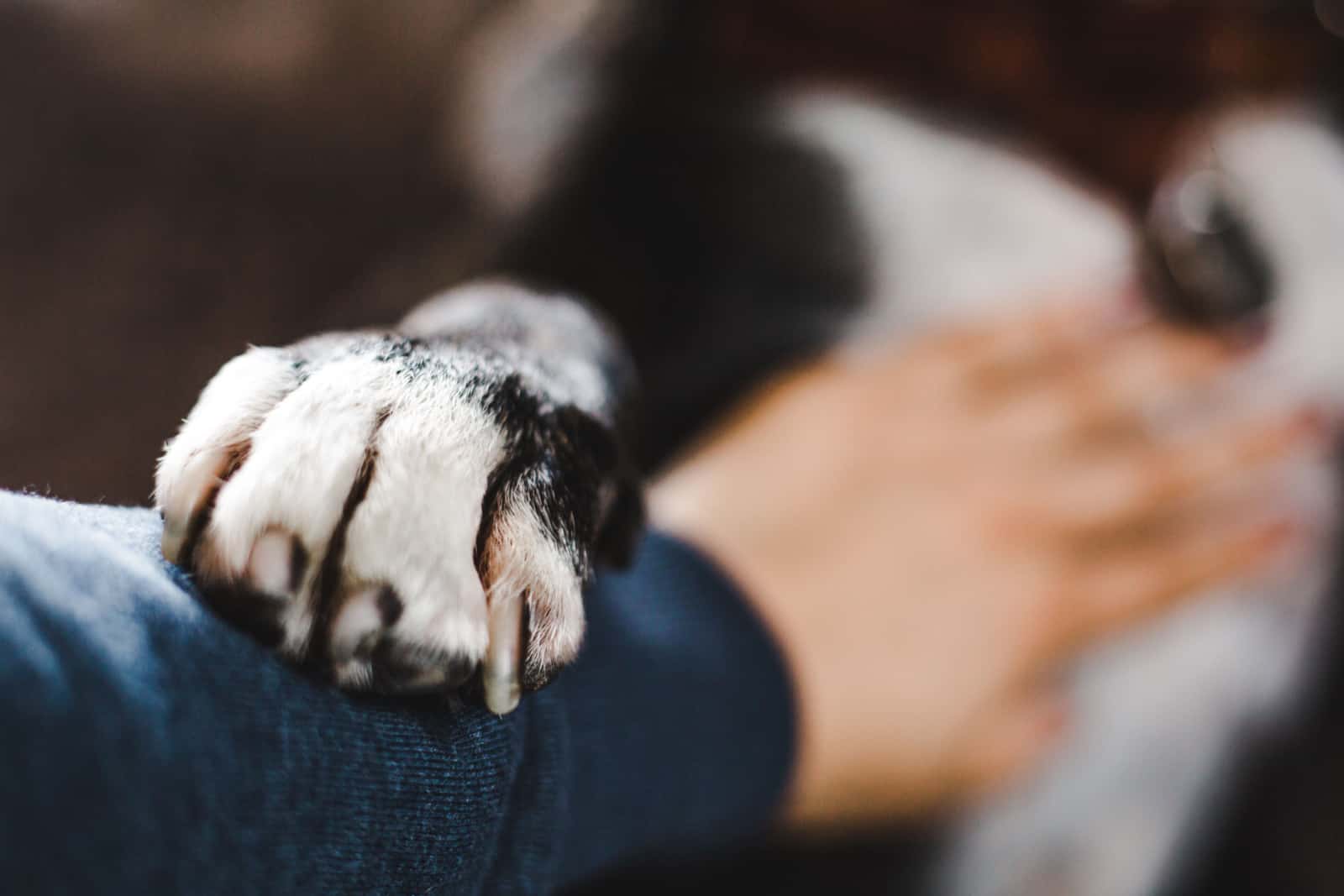 Caring Staffordshire bull terrier bully breed dog lovingly places his white paw on human's arm