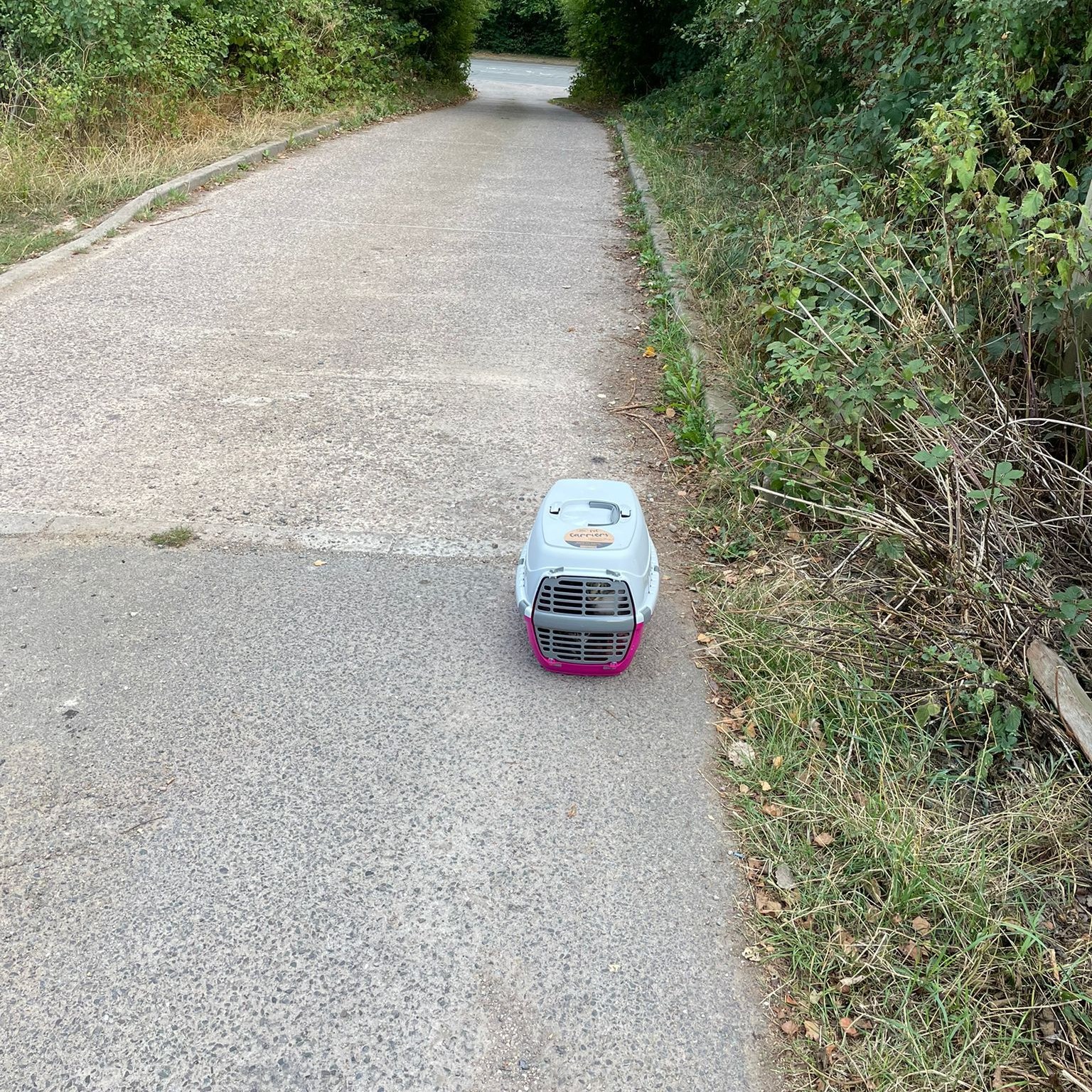 cat family in a carrier on the road