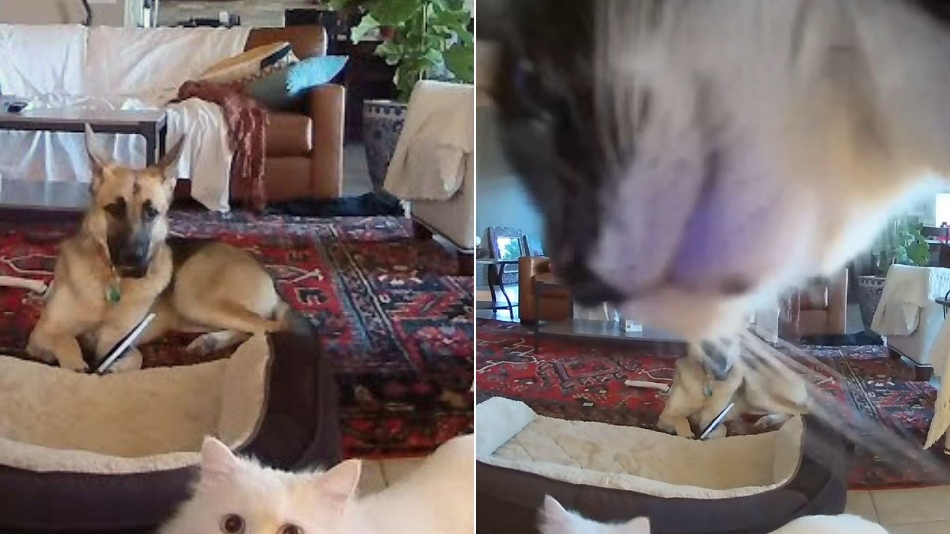 Dog Was Caught Chewing A Picture Frame But His Cat Sibling Was There To Defend Him