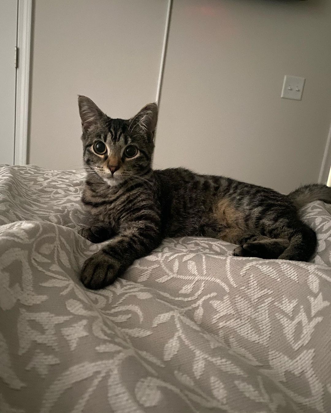 cat lying on bed