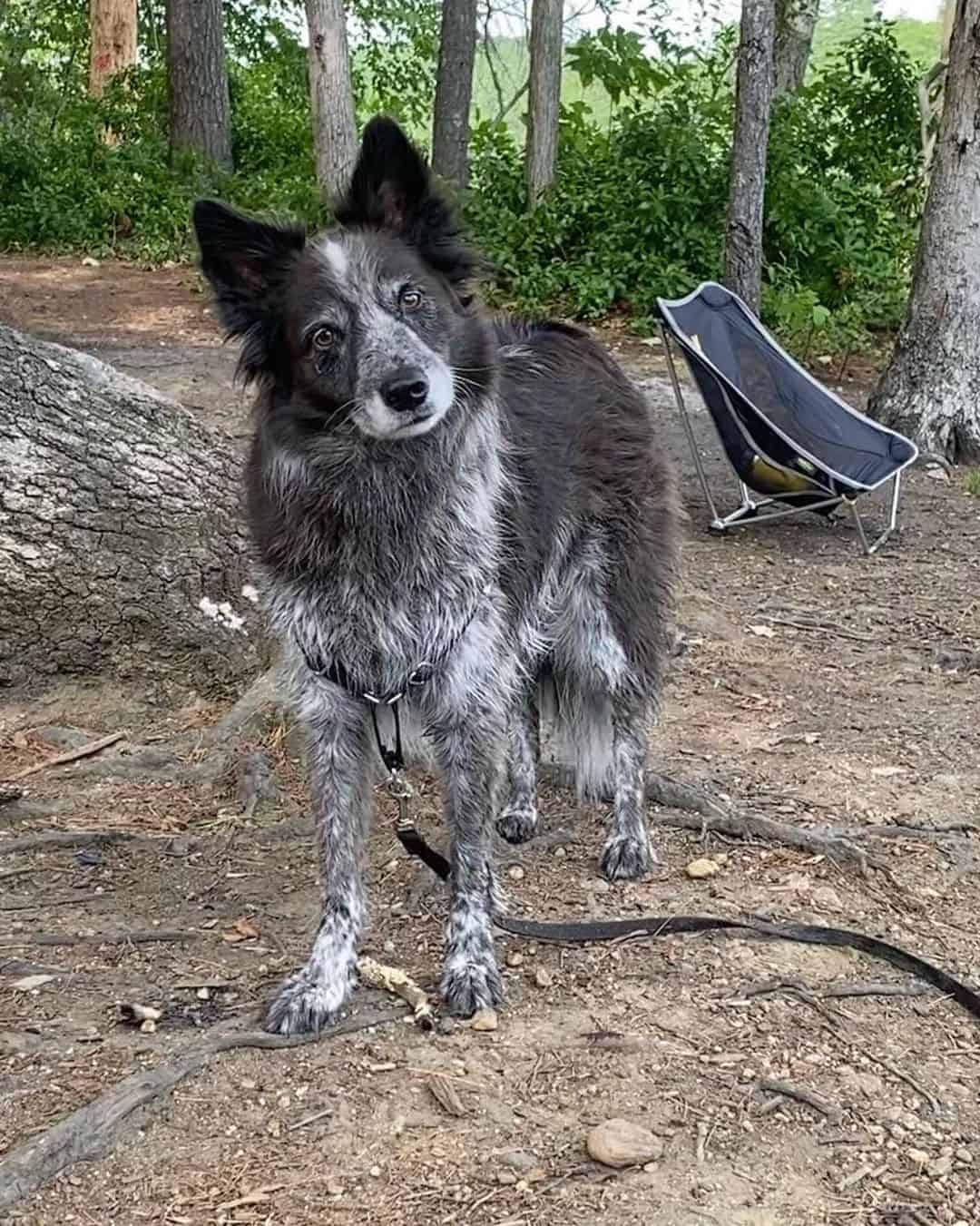 Cattle Collie