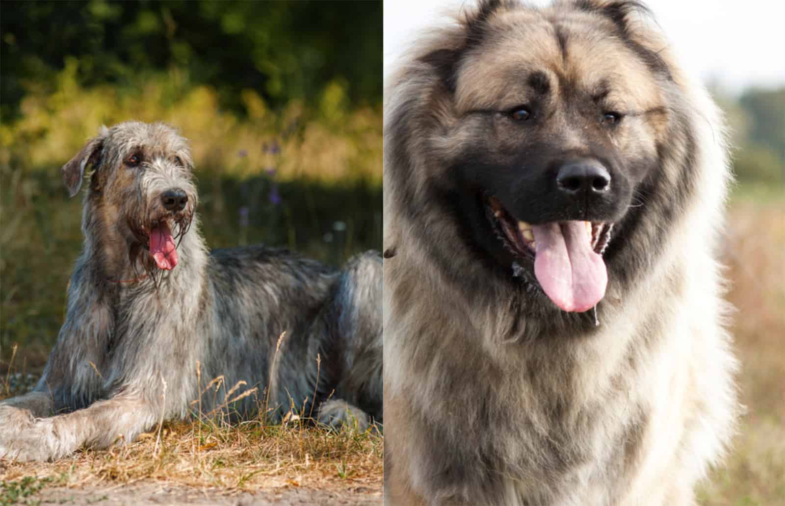 caucasian shepherd dog irish wolfhound