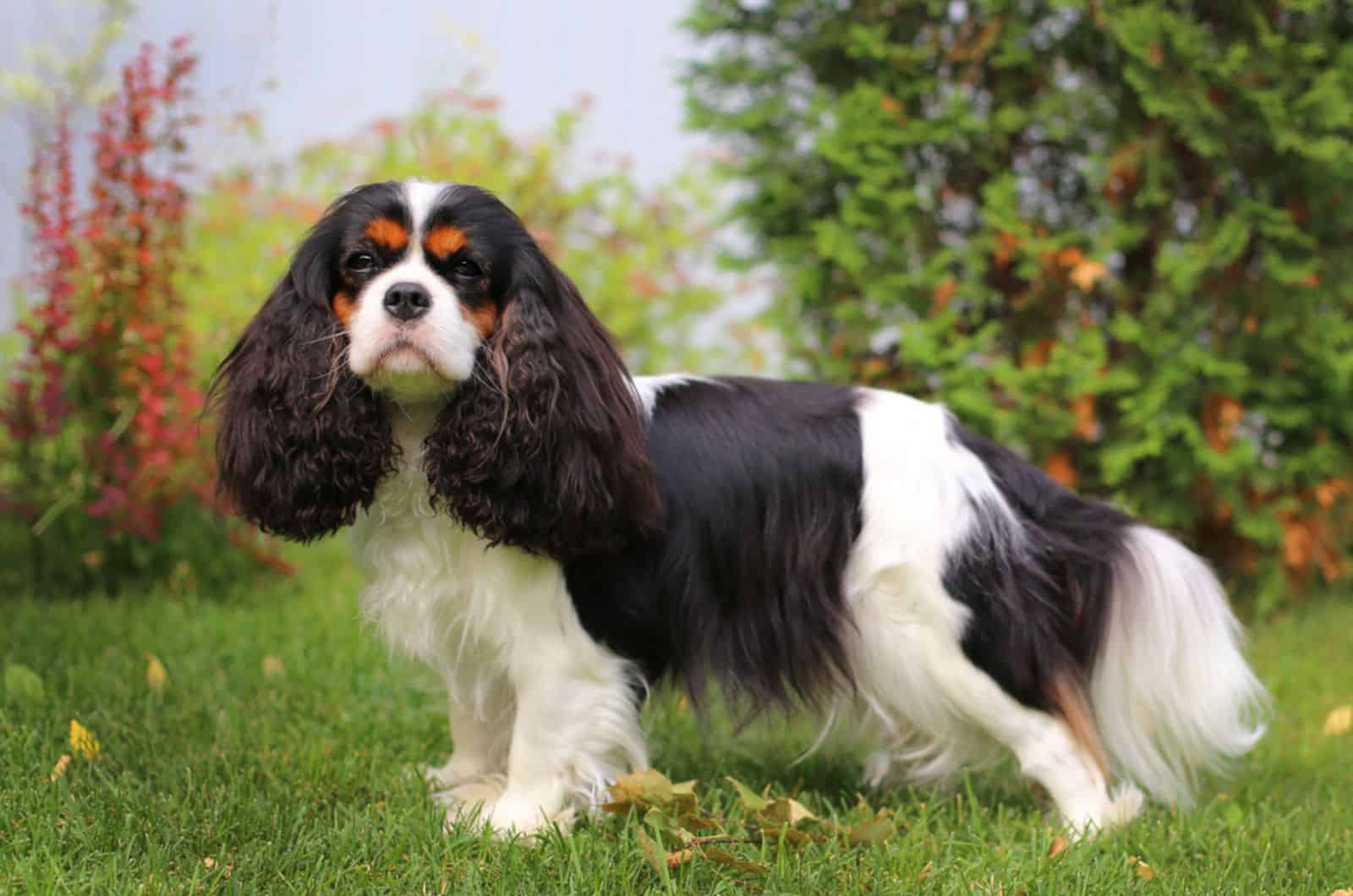 cavalier king charles spaniel in the garden