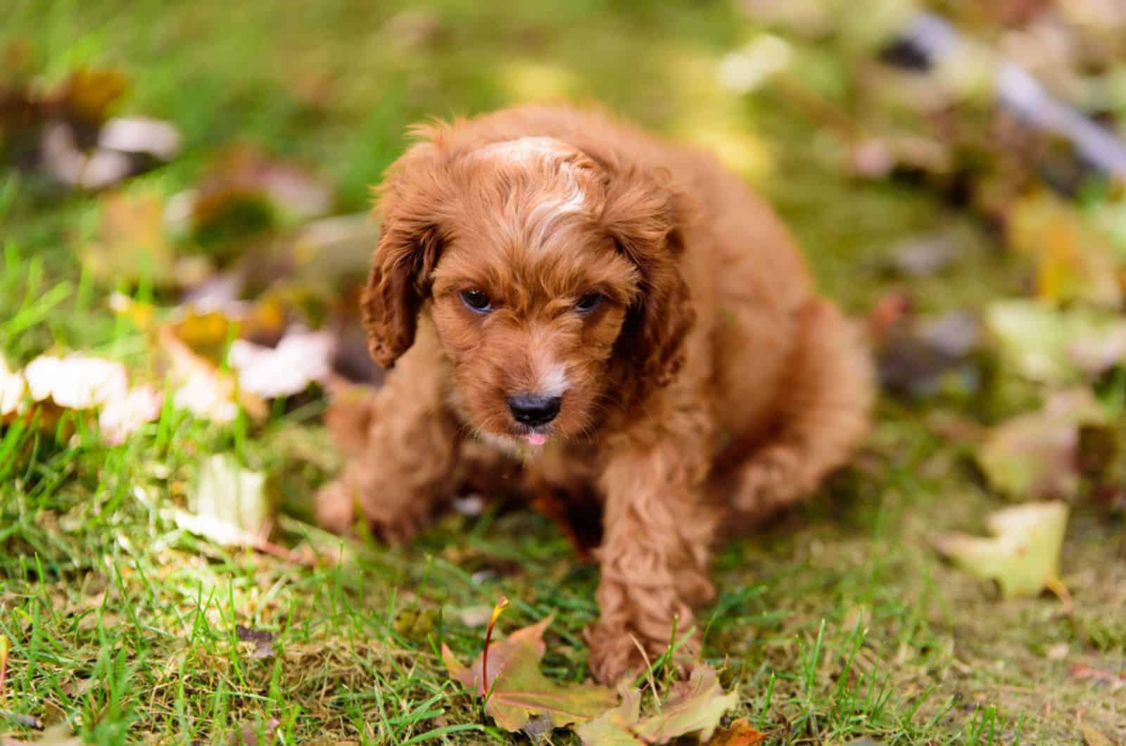 cavapoo puppy sitting on the grass