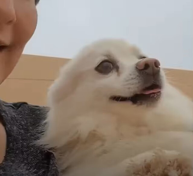 cheerful white dog in the arms of a woman