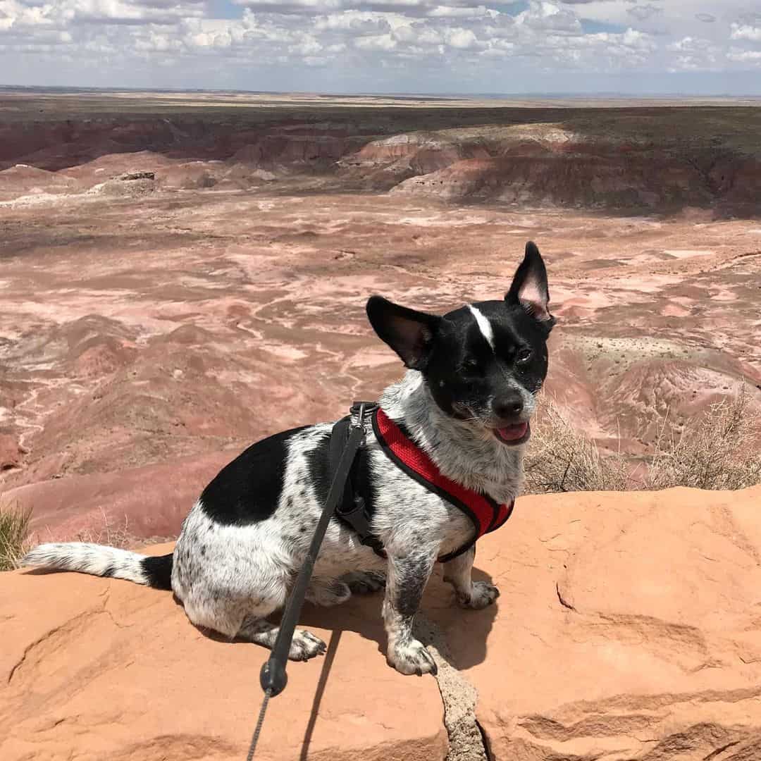 Chi-heeler