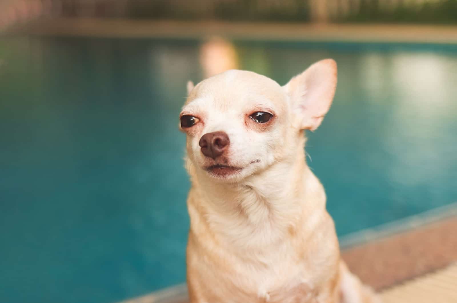 chihuahua crying