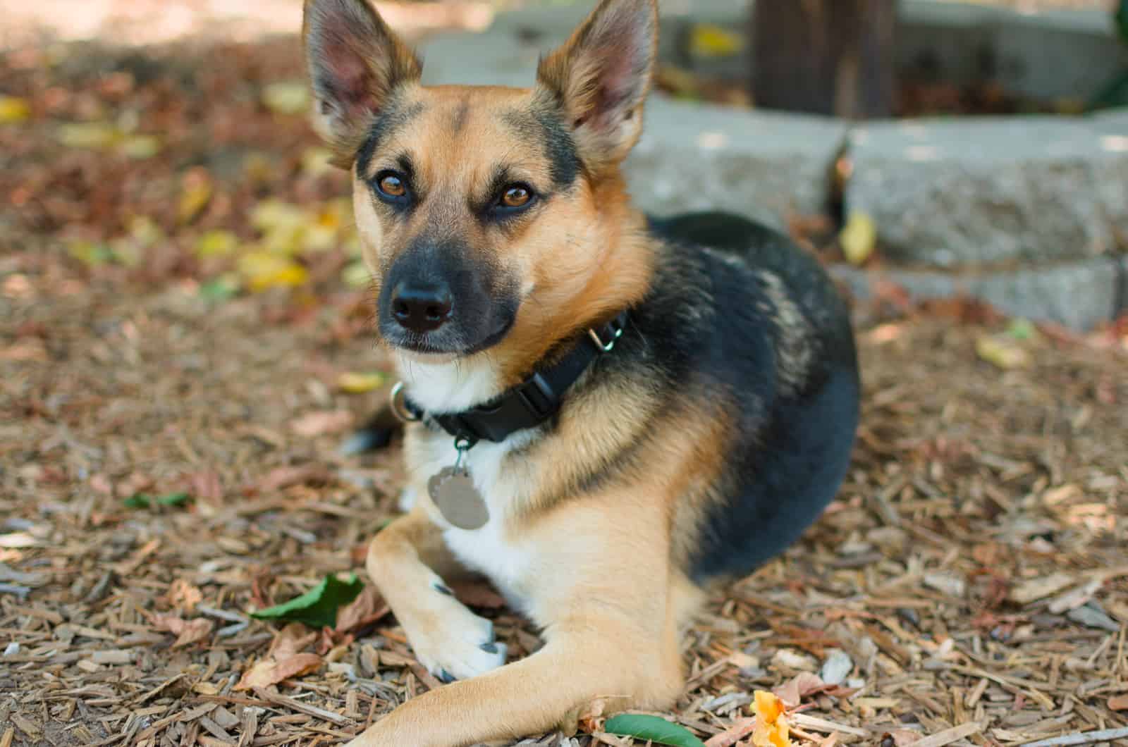 Chihuahua Shepherd