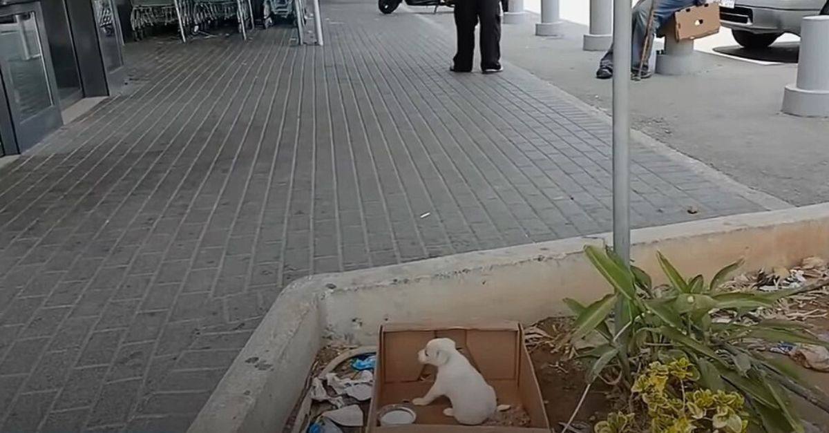 Desperate Pup Begs For Help In Front Of A Supermarket But Everyone Just Ignored Her