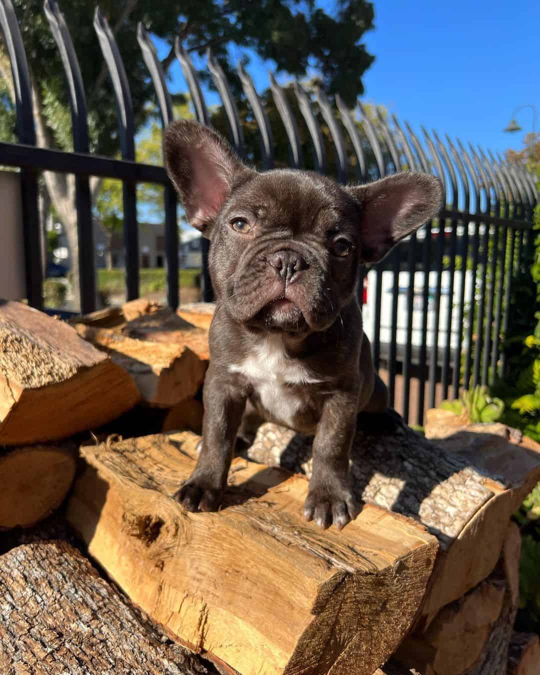 chocolate brindle french bulldog puppy