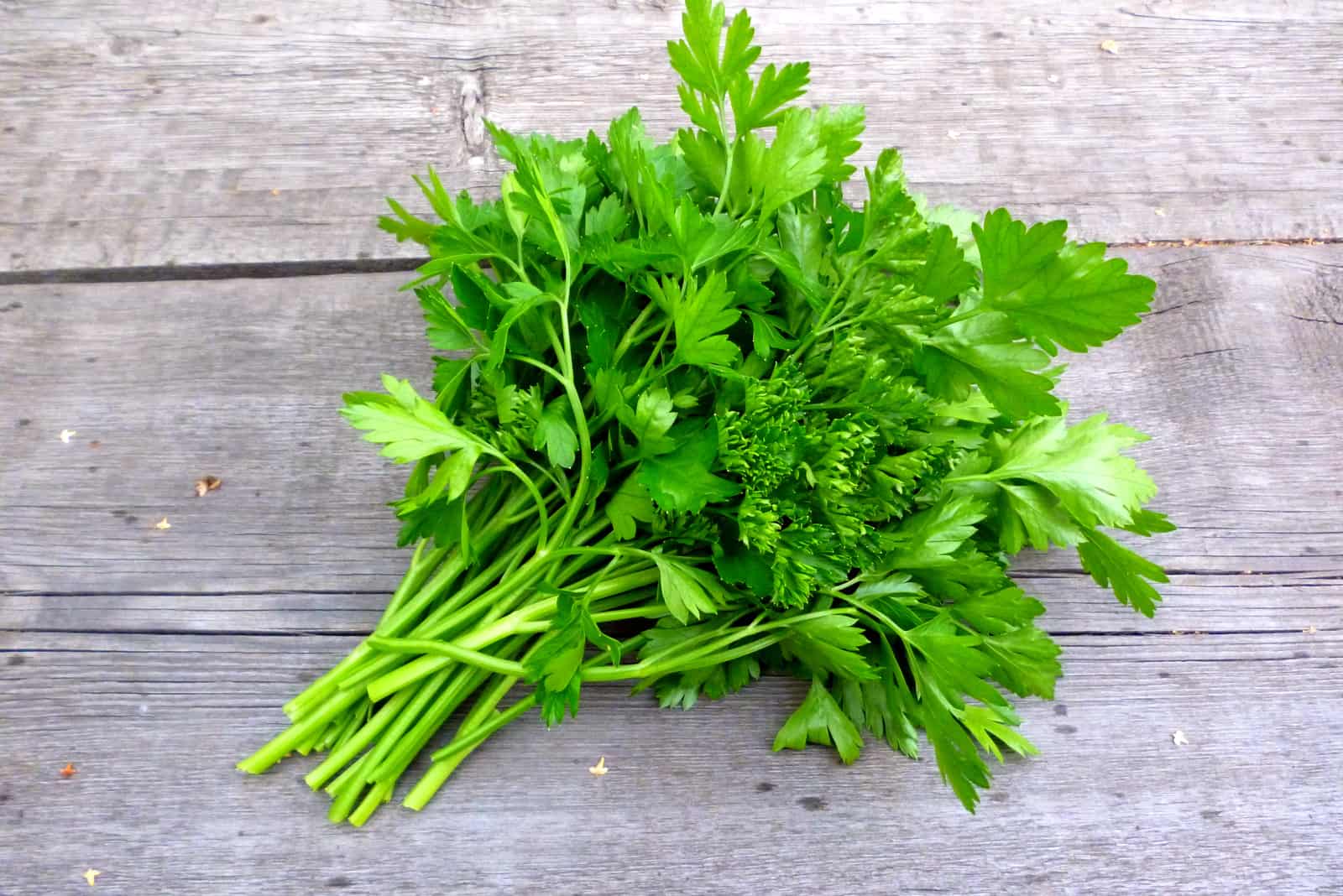 cilantro on wooden table