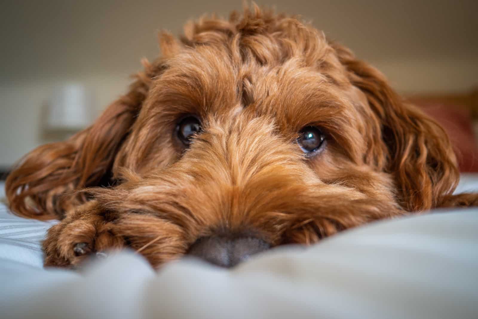 close shot of red Cockapoo