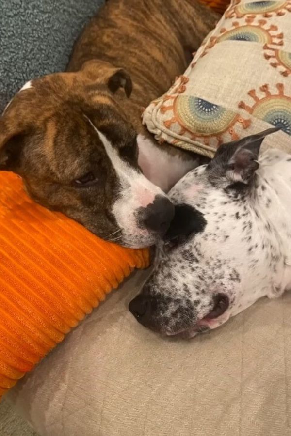 close-up of two dogs lying