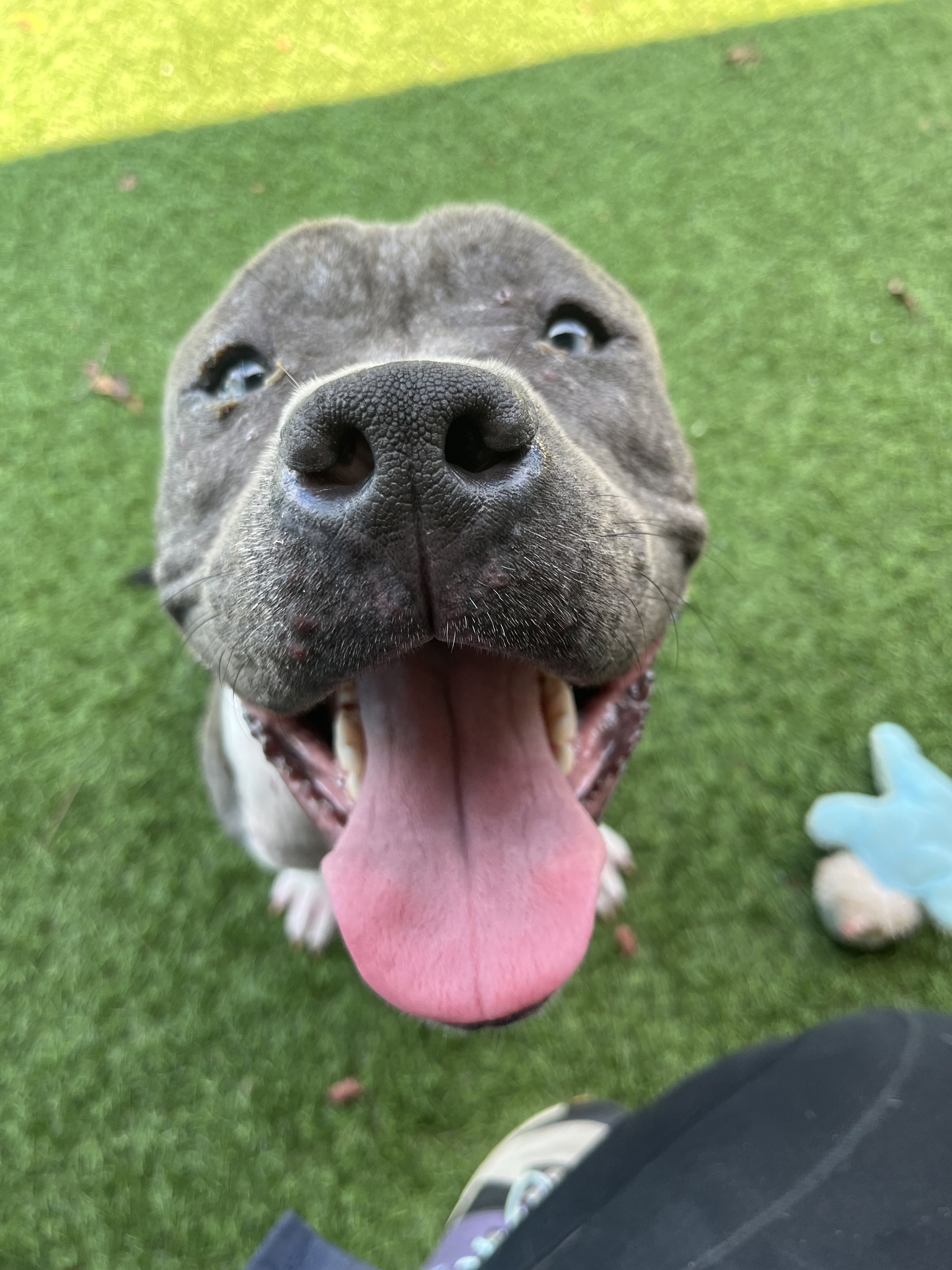 close-up photo of a dog on grass