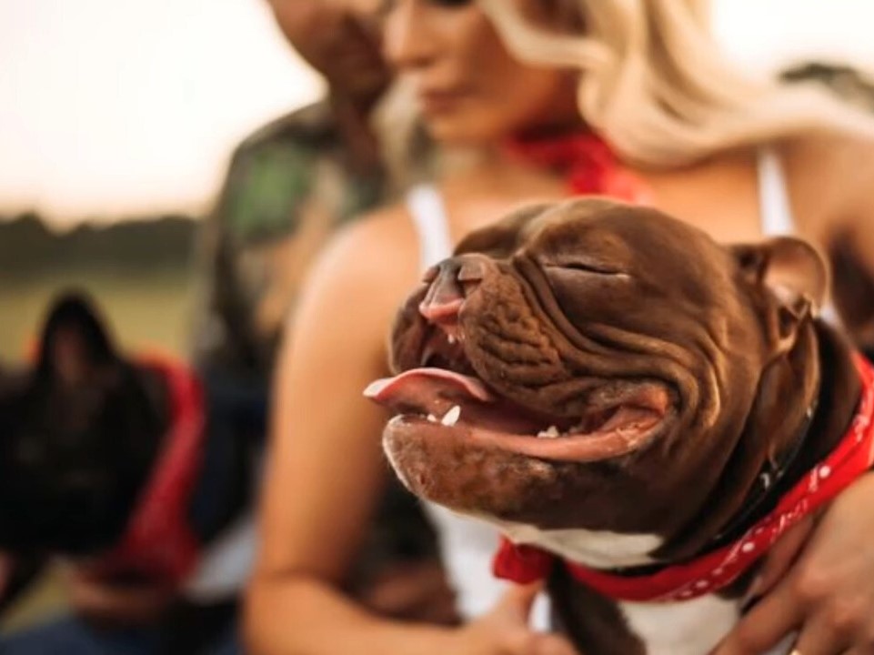 close-up photo of a dog with cleft lip