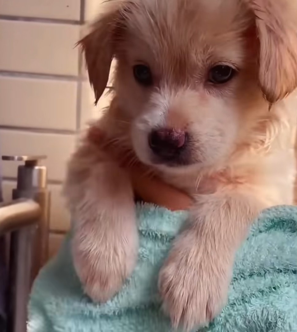 close-up photo of a puppy