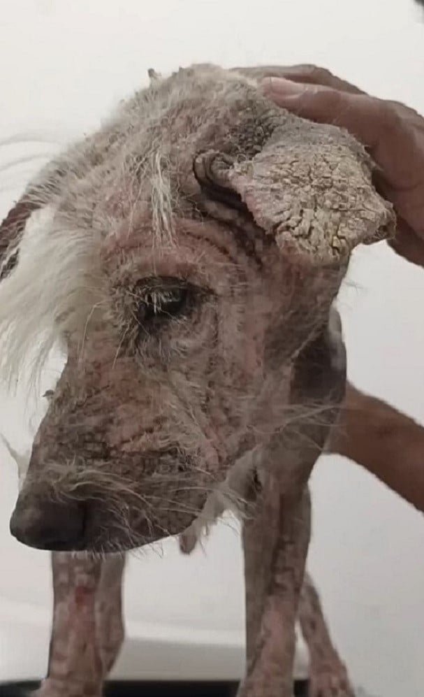 close-up photo of dog in bad condition