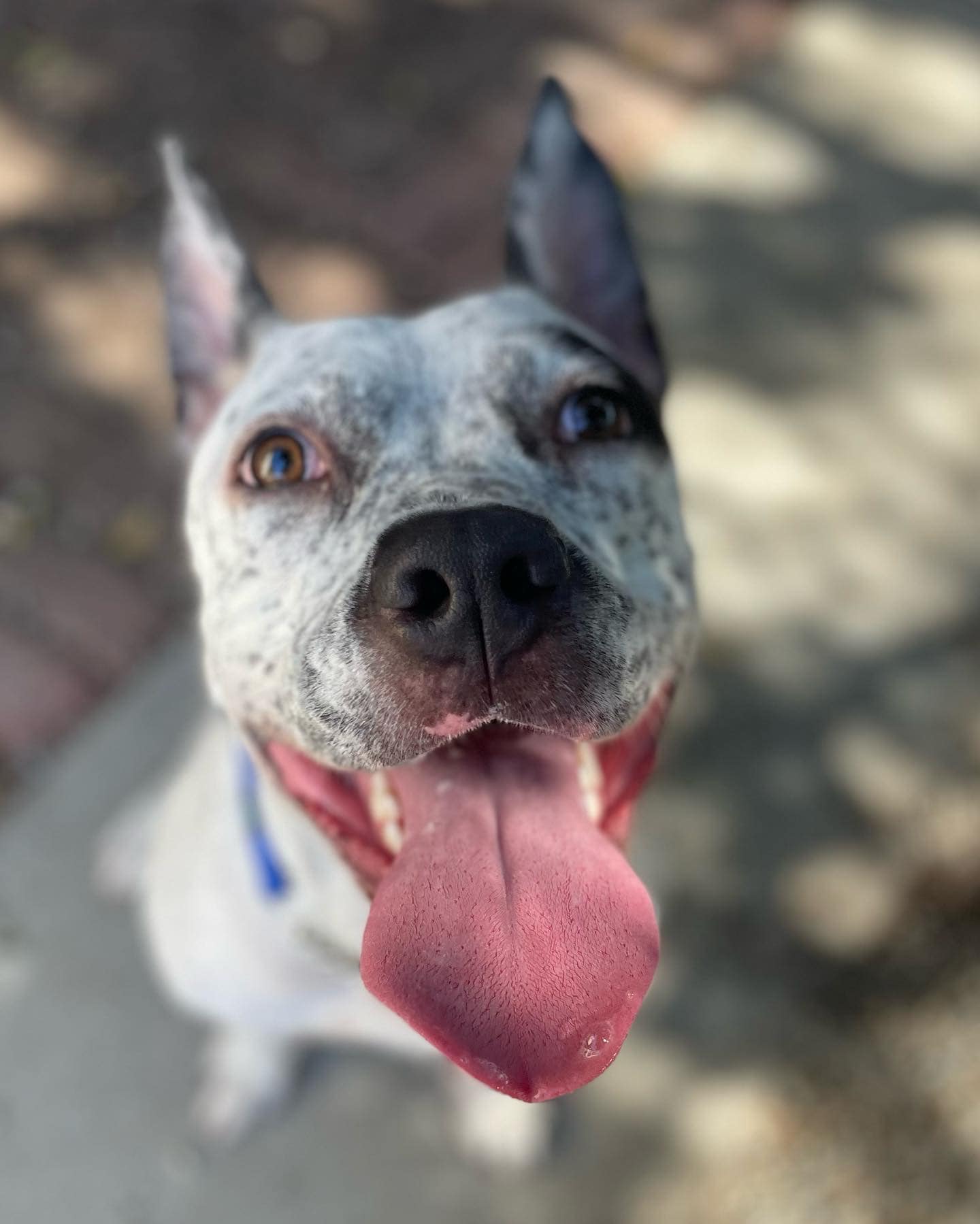 close-up photo of dog sticking its tongue