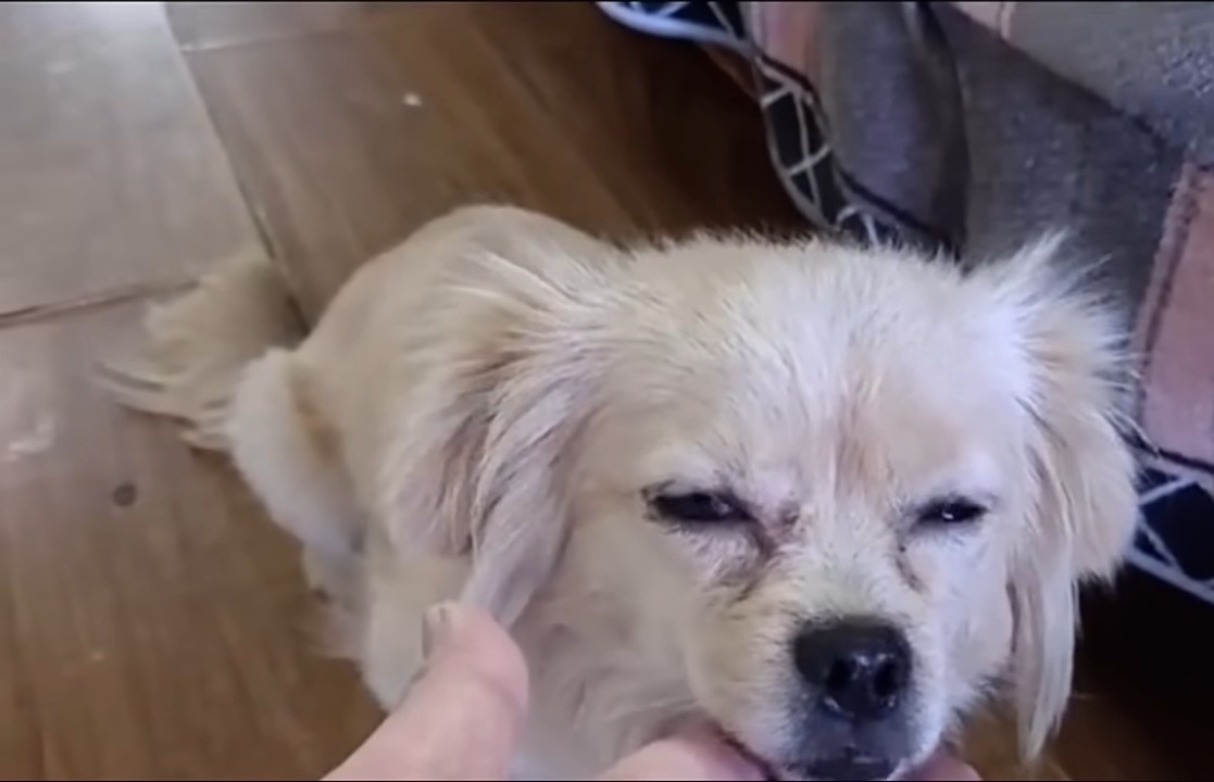 close-up photo of rescued puppy