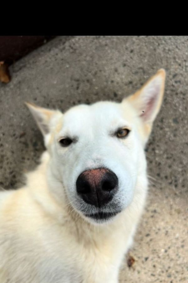 close-up photo of the stray dog