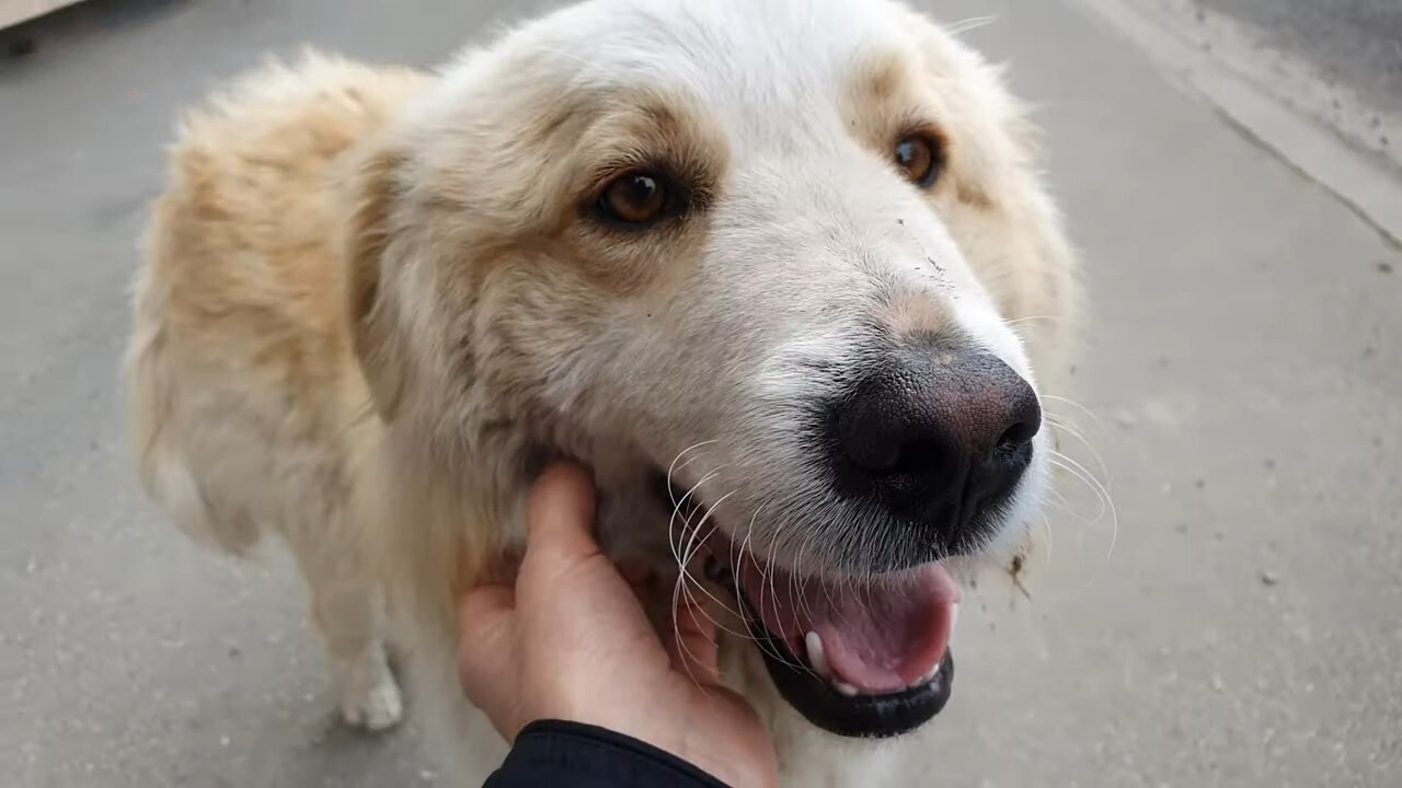 close-up photo of the stray pup