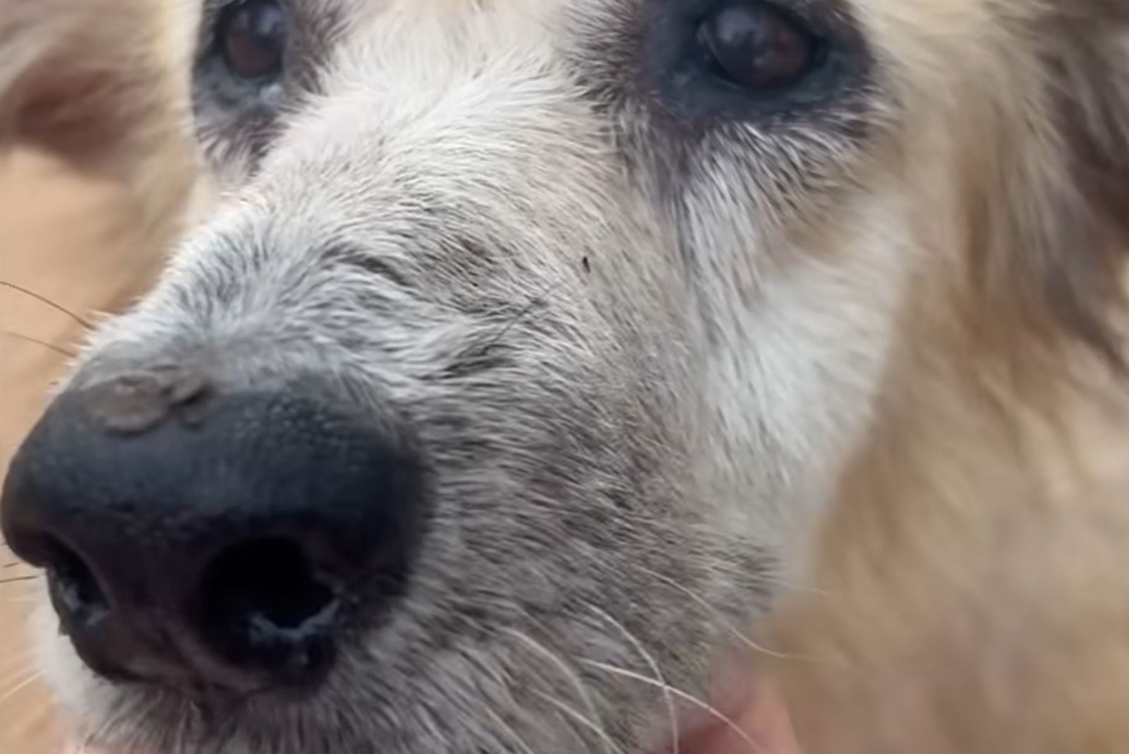 close up view of injured dog