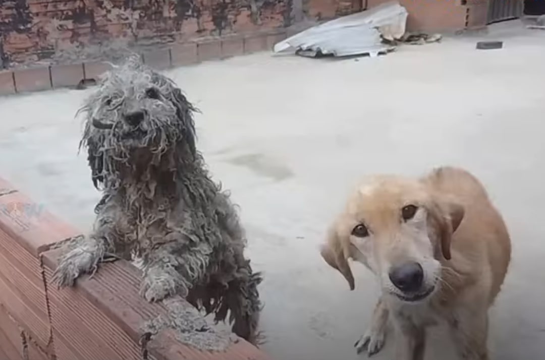 close-up view of two dogs