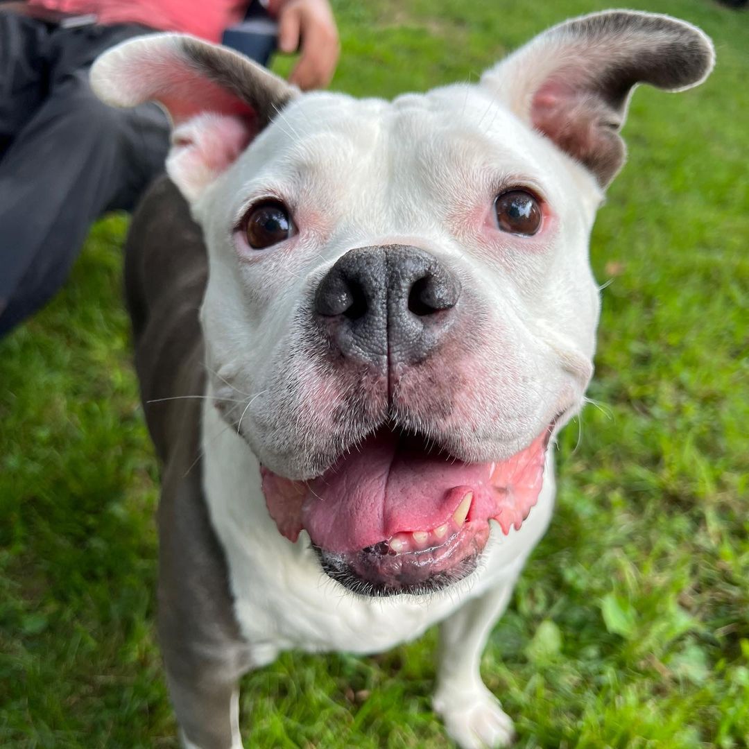 close view of happy dog