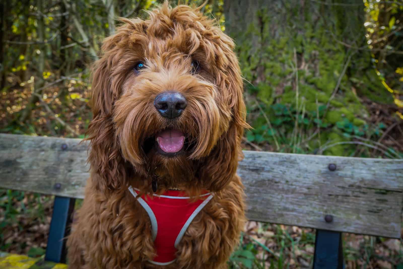 Cockapoo sitting on bench in park