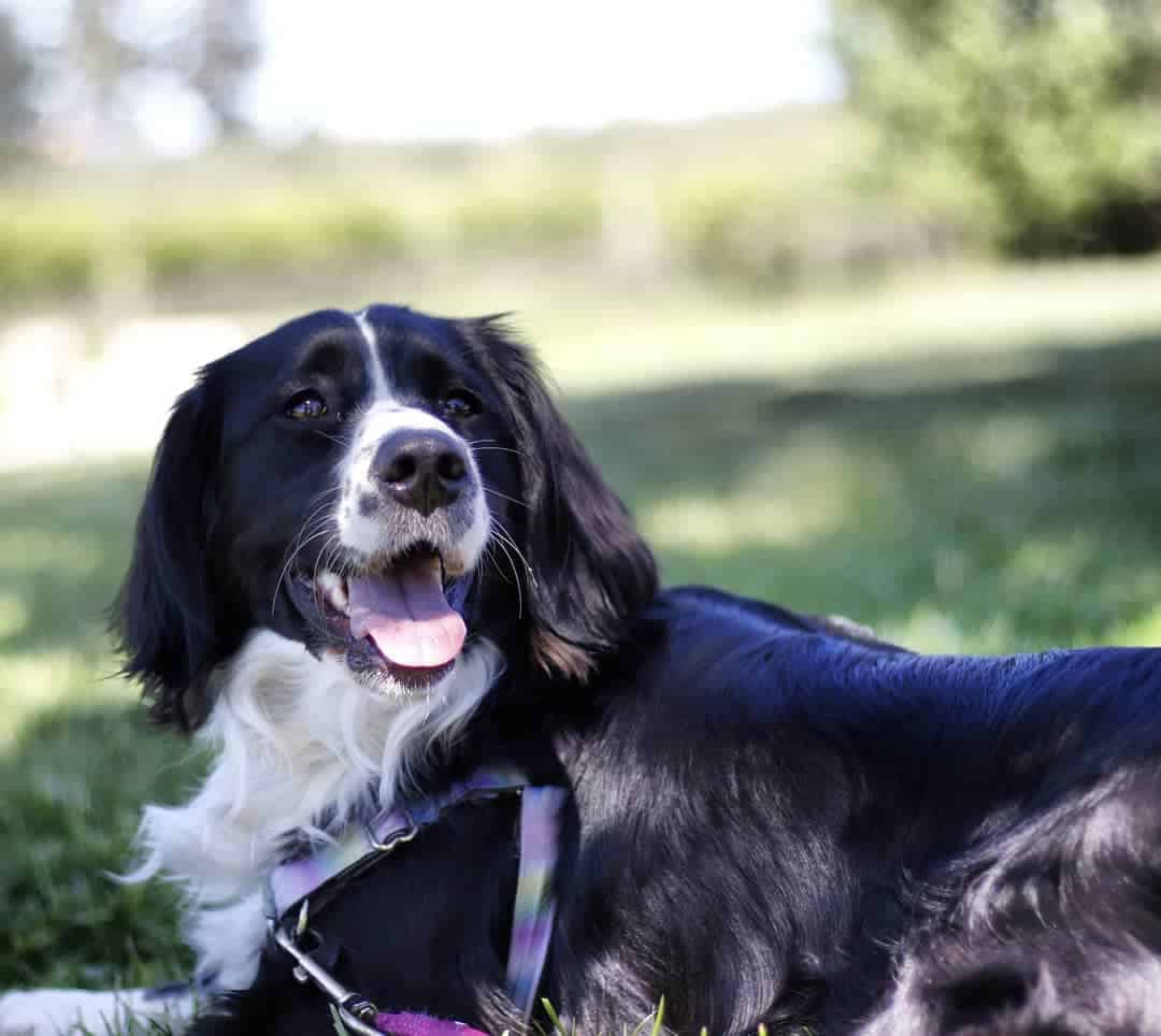 Cocker Spaniel Bernese Mountain Dog Mix