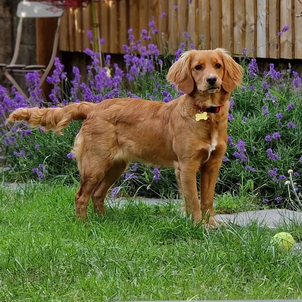 Comfort Retriever standing in the garden