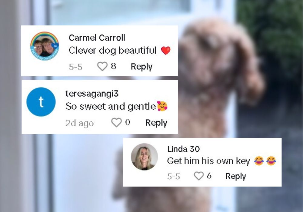 comments on tiktok