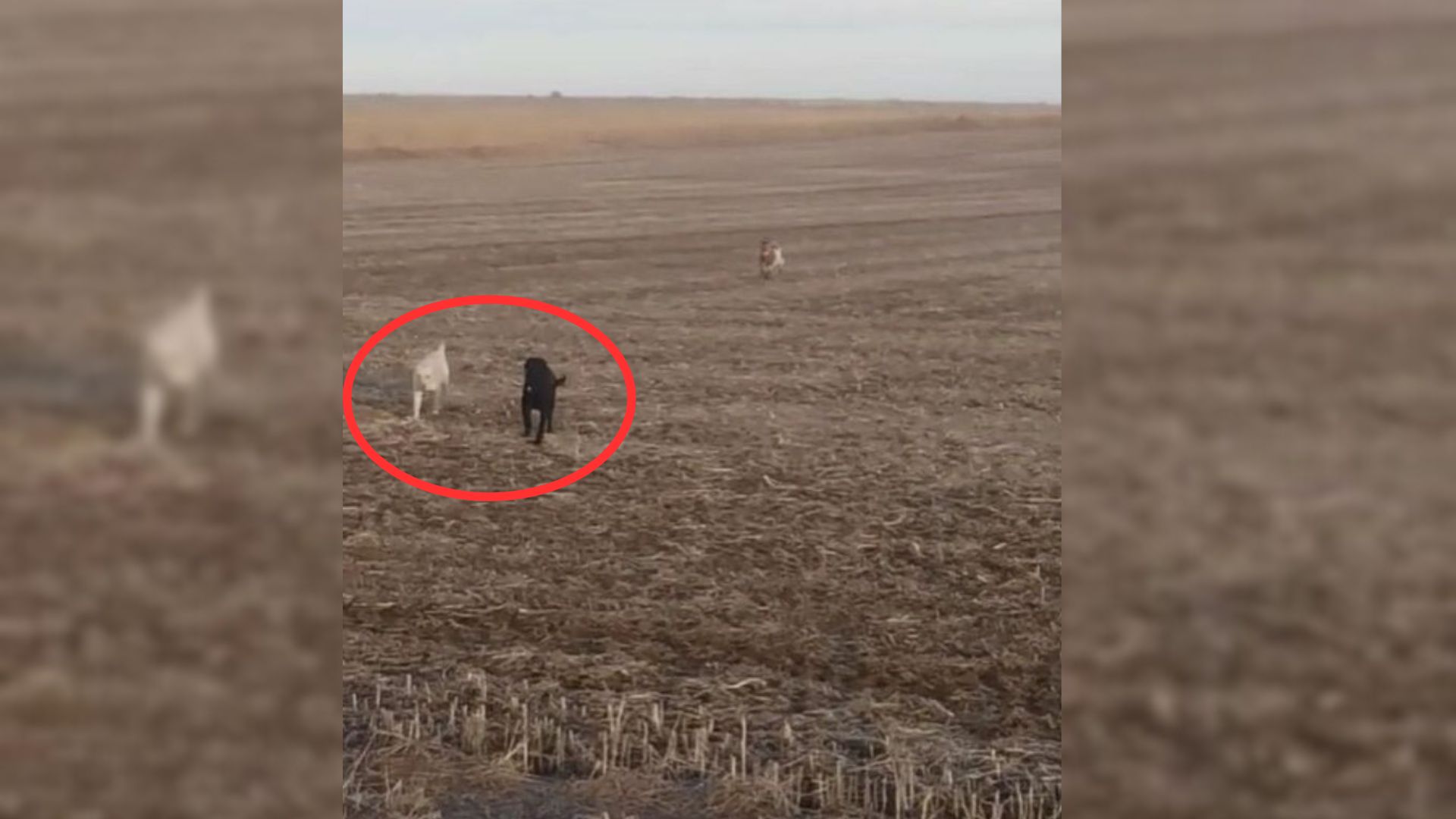 Family Realized Their Missing Dog Came Back Next Day And Also Brought Some Friends