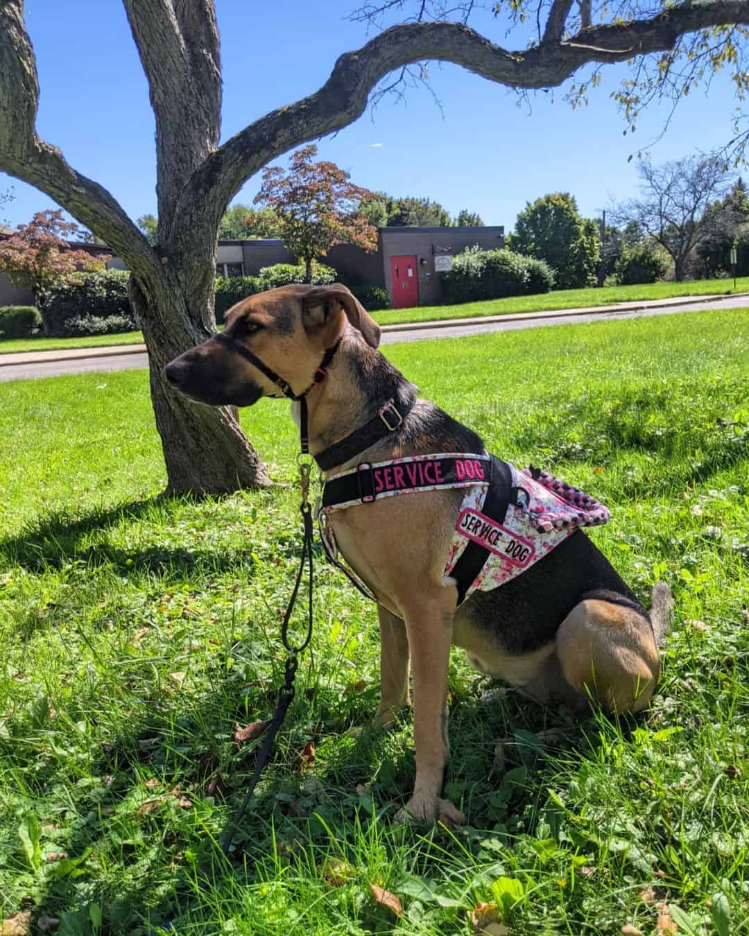 Coonhound German Shepherd Mix