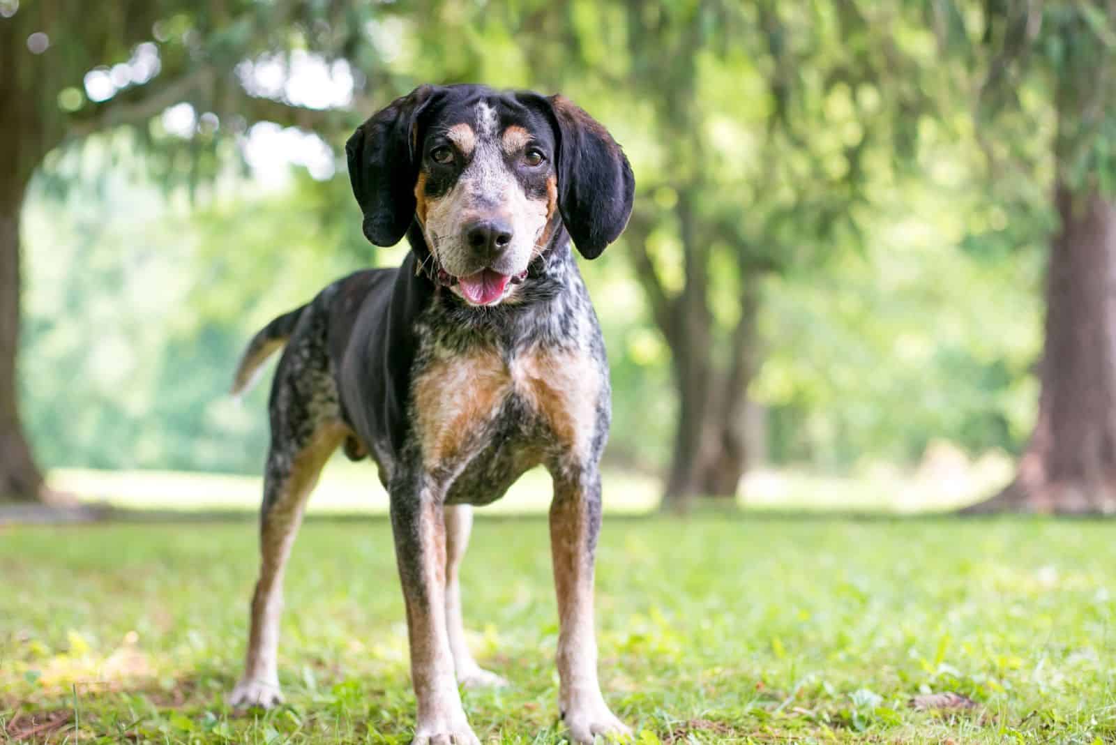 Coonhound