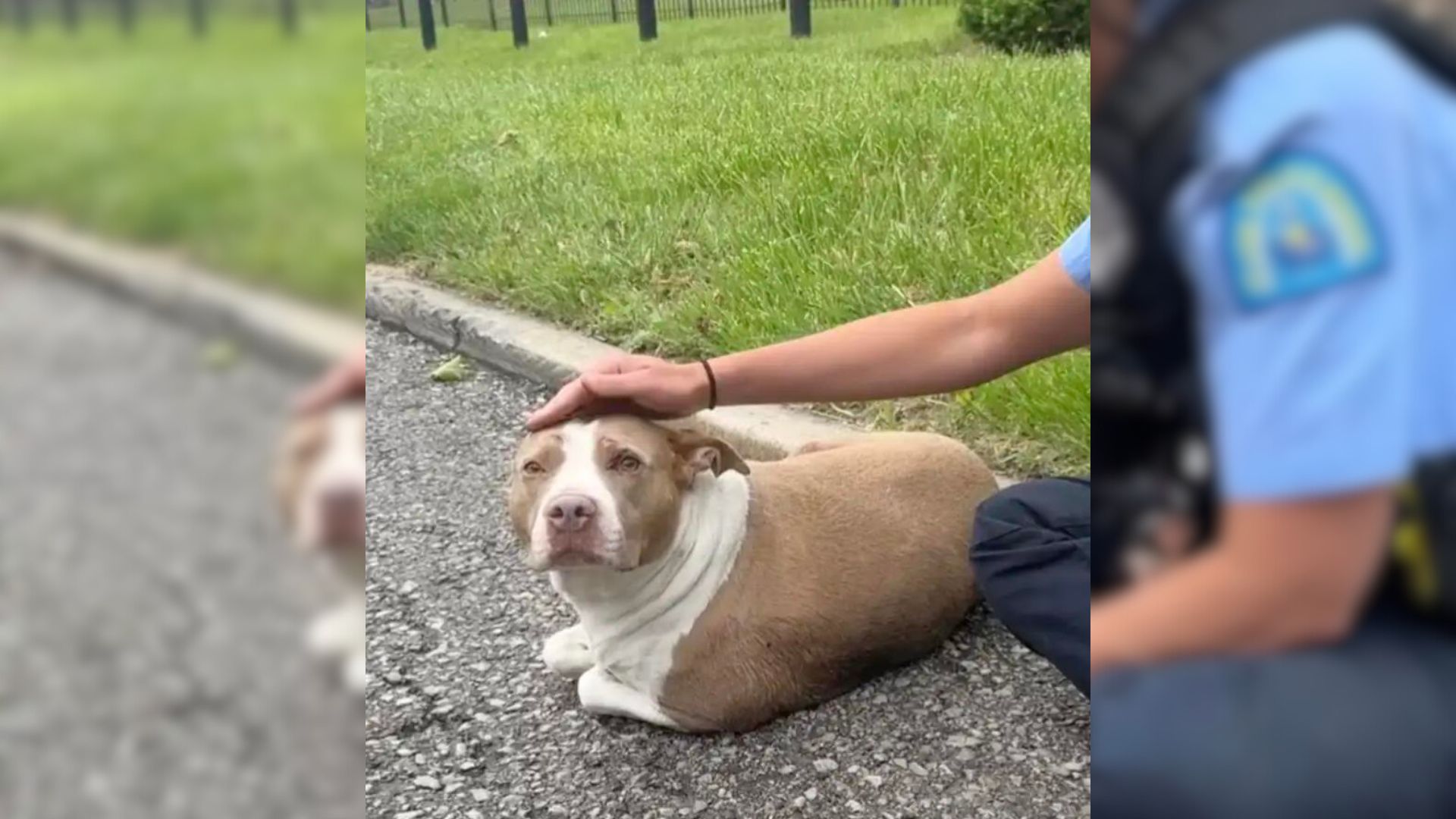 Cops Discover An Injured Pup Curled Up On The Side Of A Road And They Rush To Rescue Her