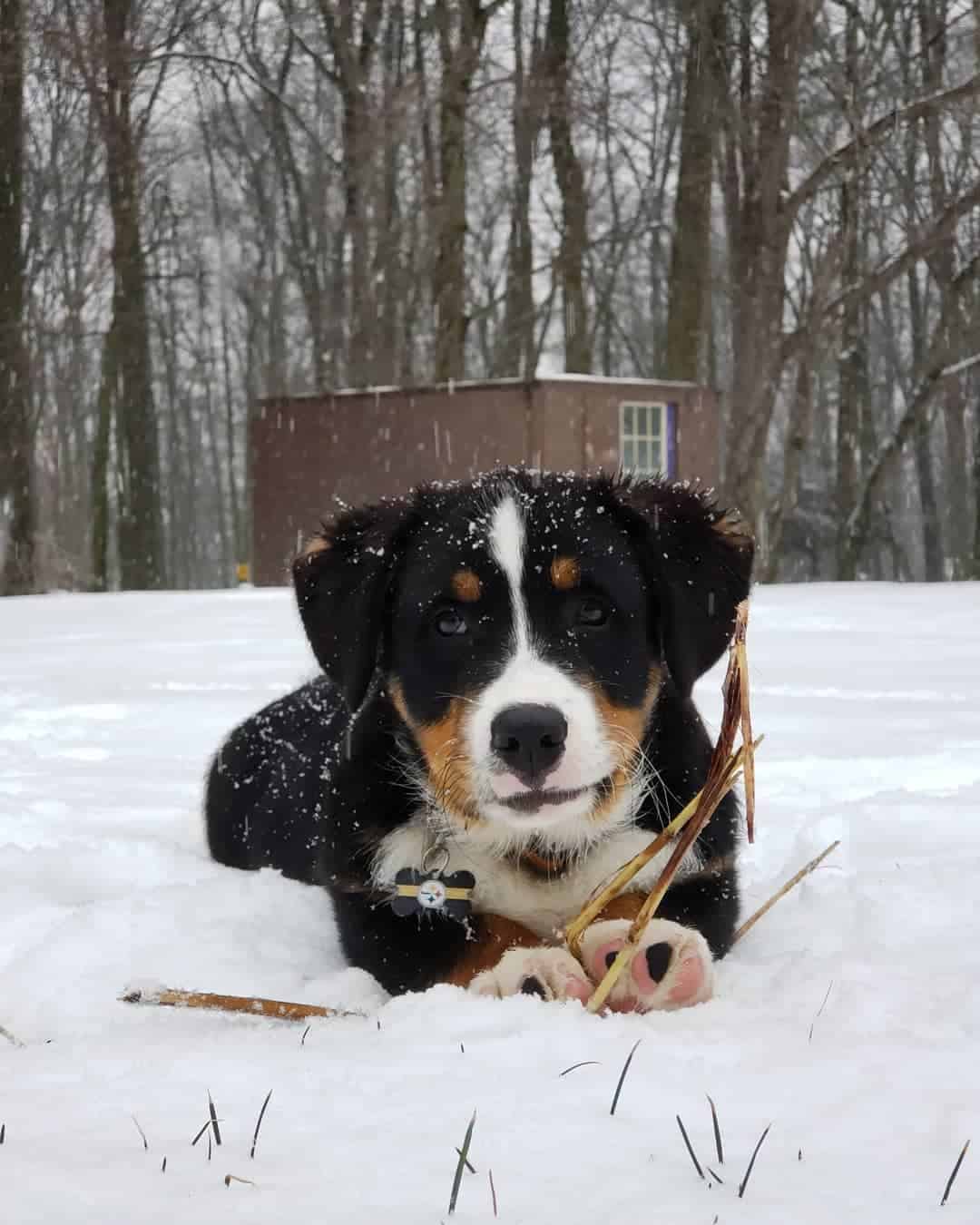 Corgi Bernese Mountain Dog Mix