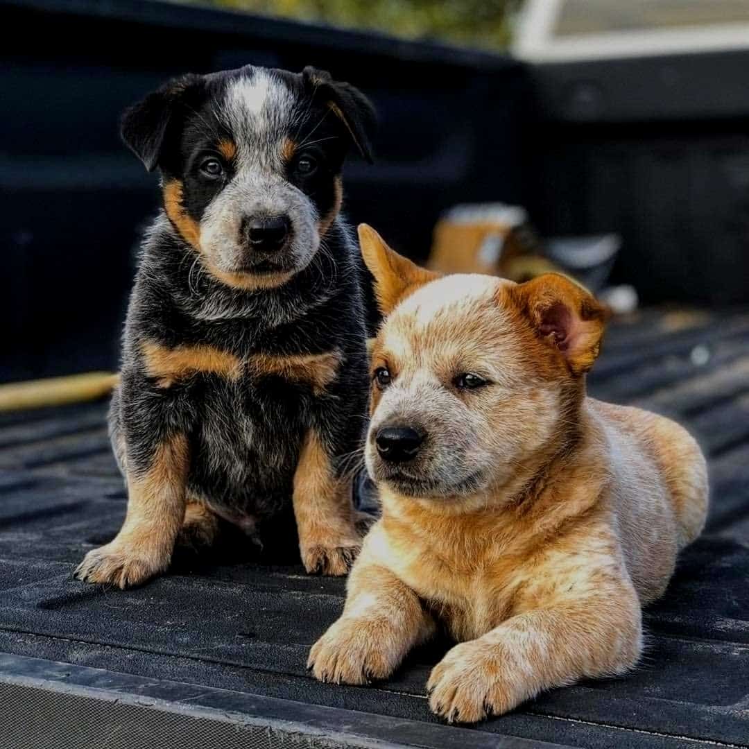 Corgi Cattle Dog