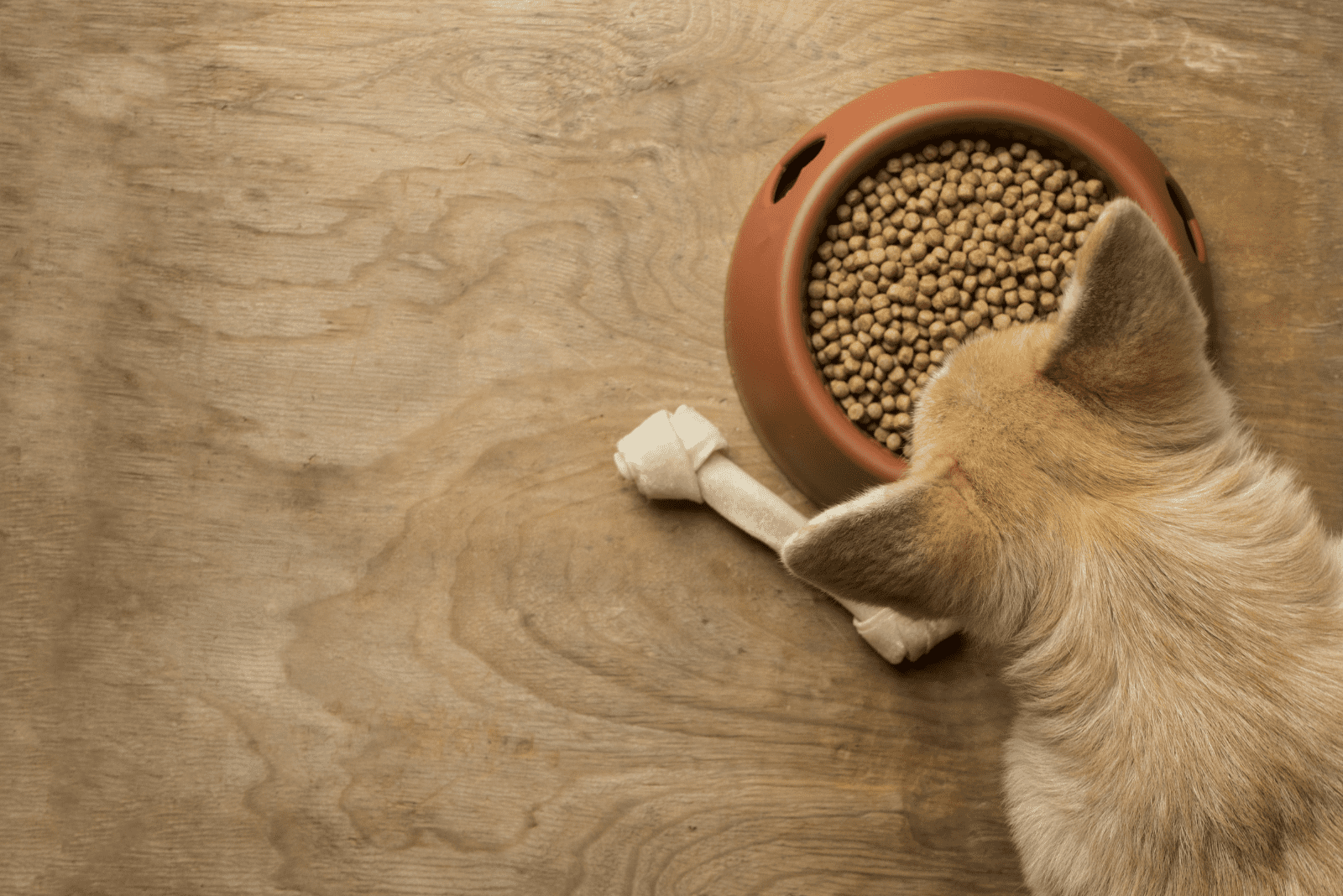 Corgi eats crackers from a bowl