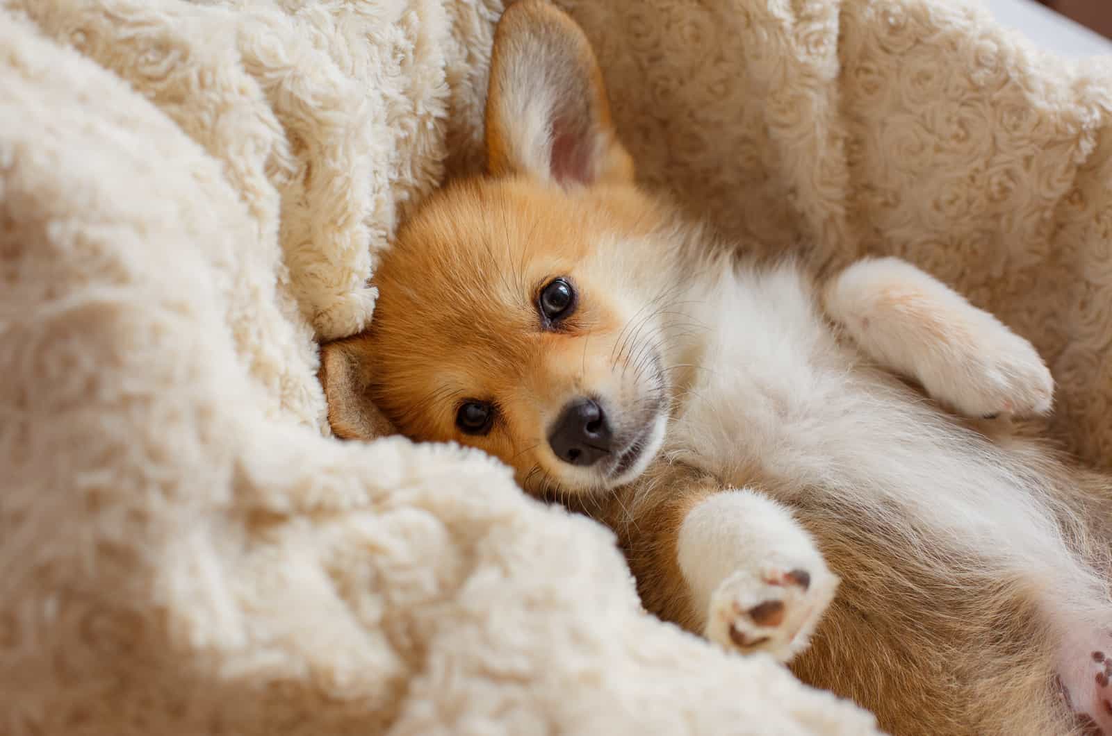 corgi puppy