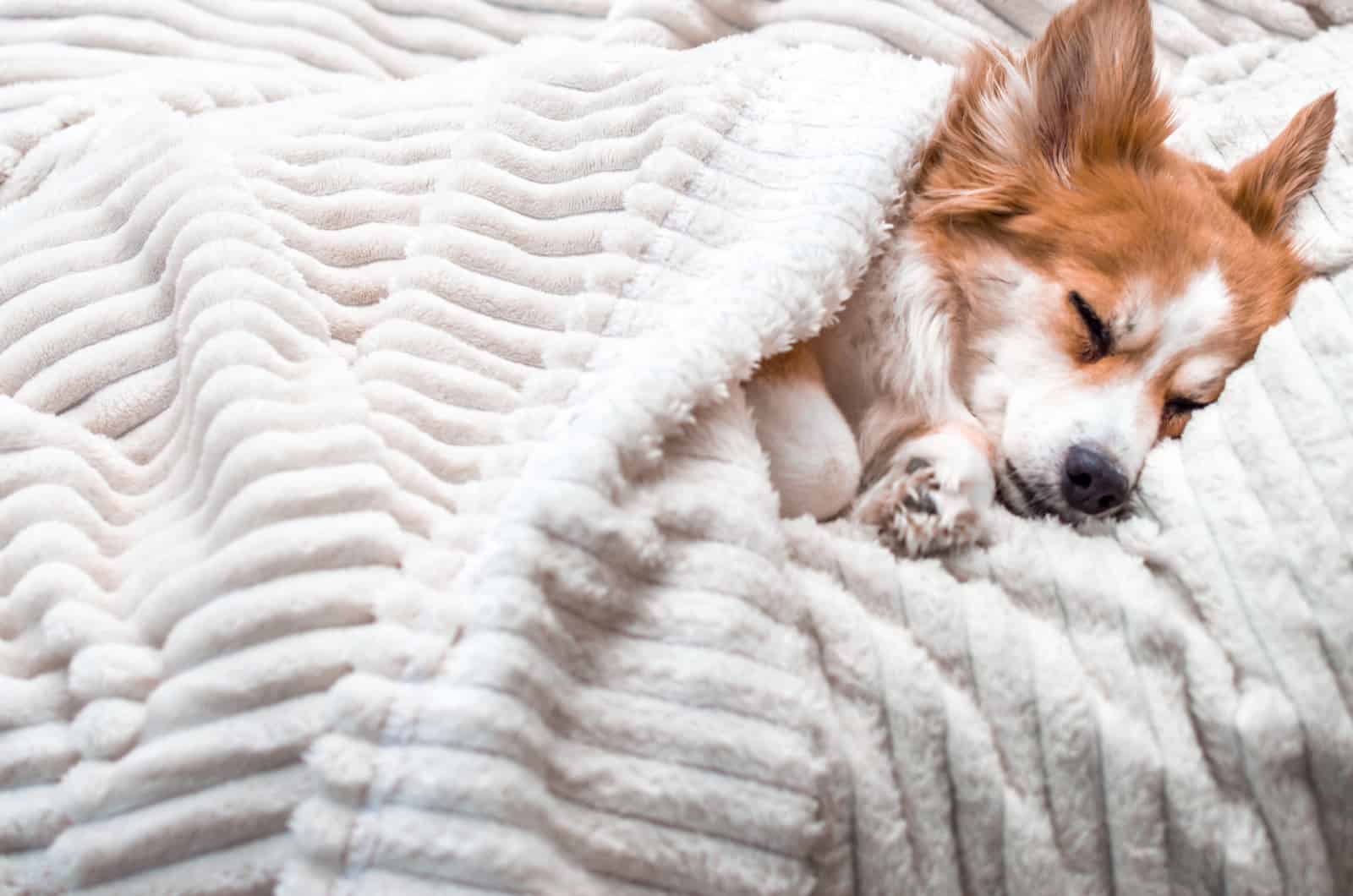 corgi sleeping with blanket