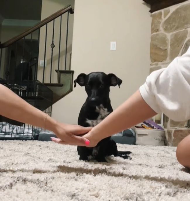 couple and black dog