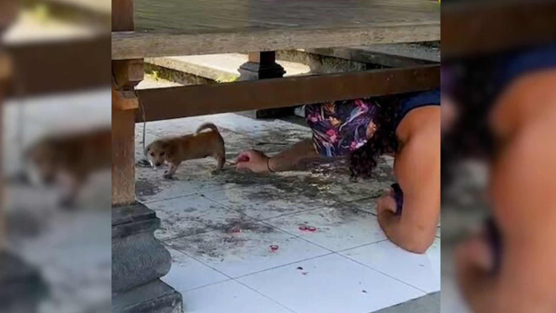 Couple Was Shocked To See 2 Adorable Puppies On Their Own So They Decided To Help Them