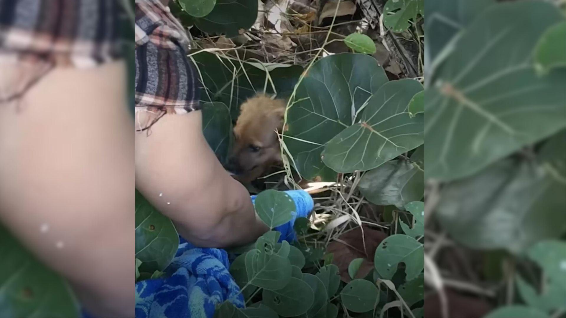 Unusual Movements In The Bushes Deep In The Woods Leaves Florida Hikers In Shock