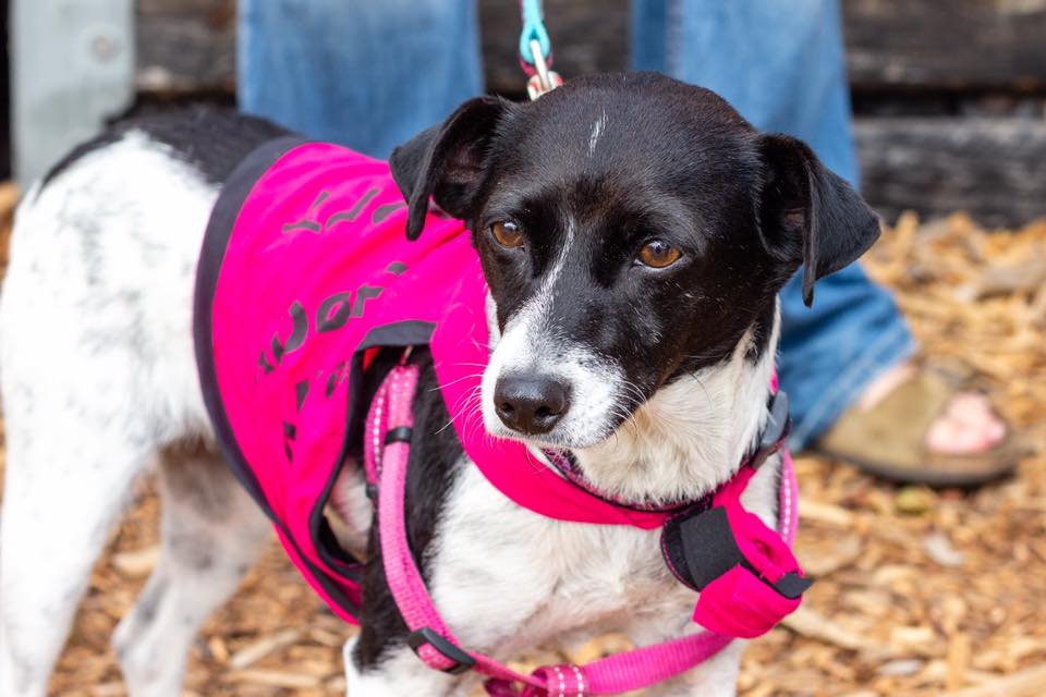 cured dog in a walk