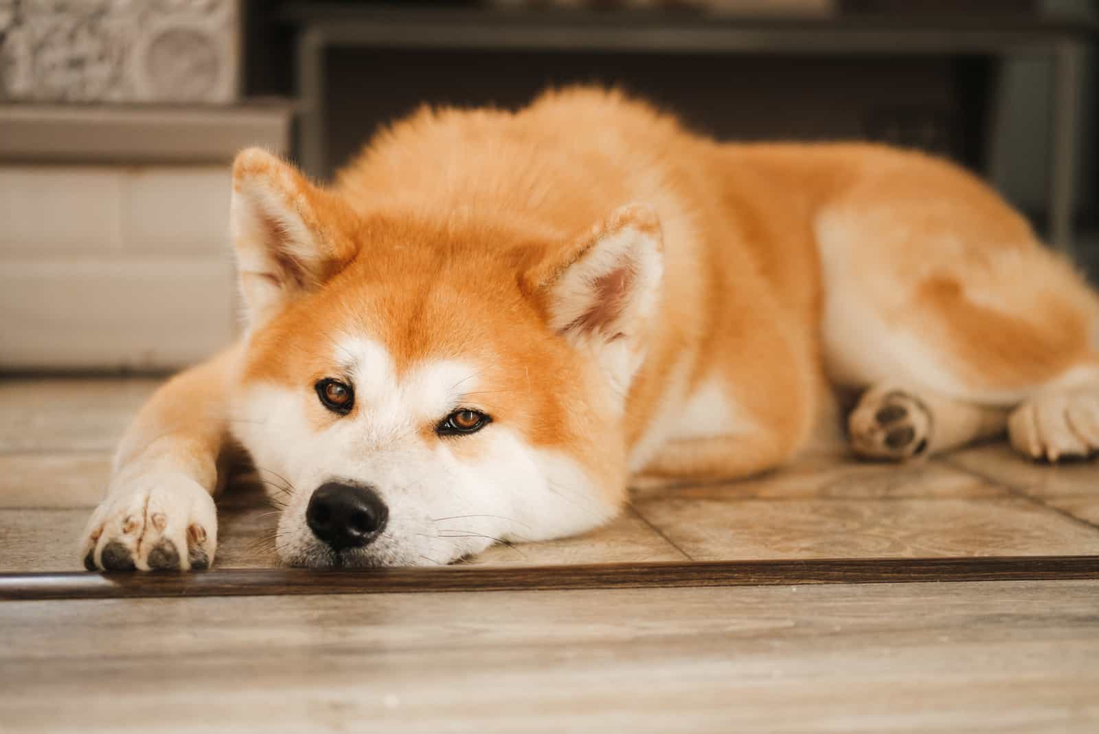 Cute Akita Inu dog on floor in living room