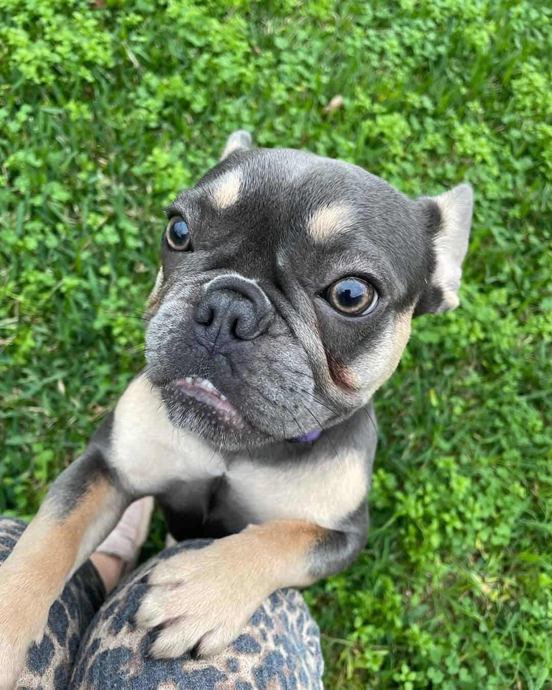 cute blue and tan french bulldog