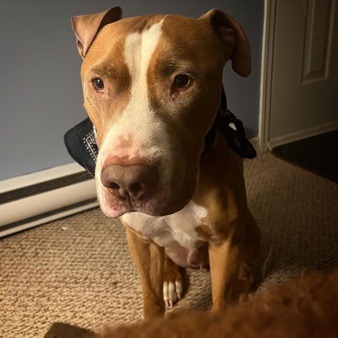 cute brown Pitbull